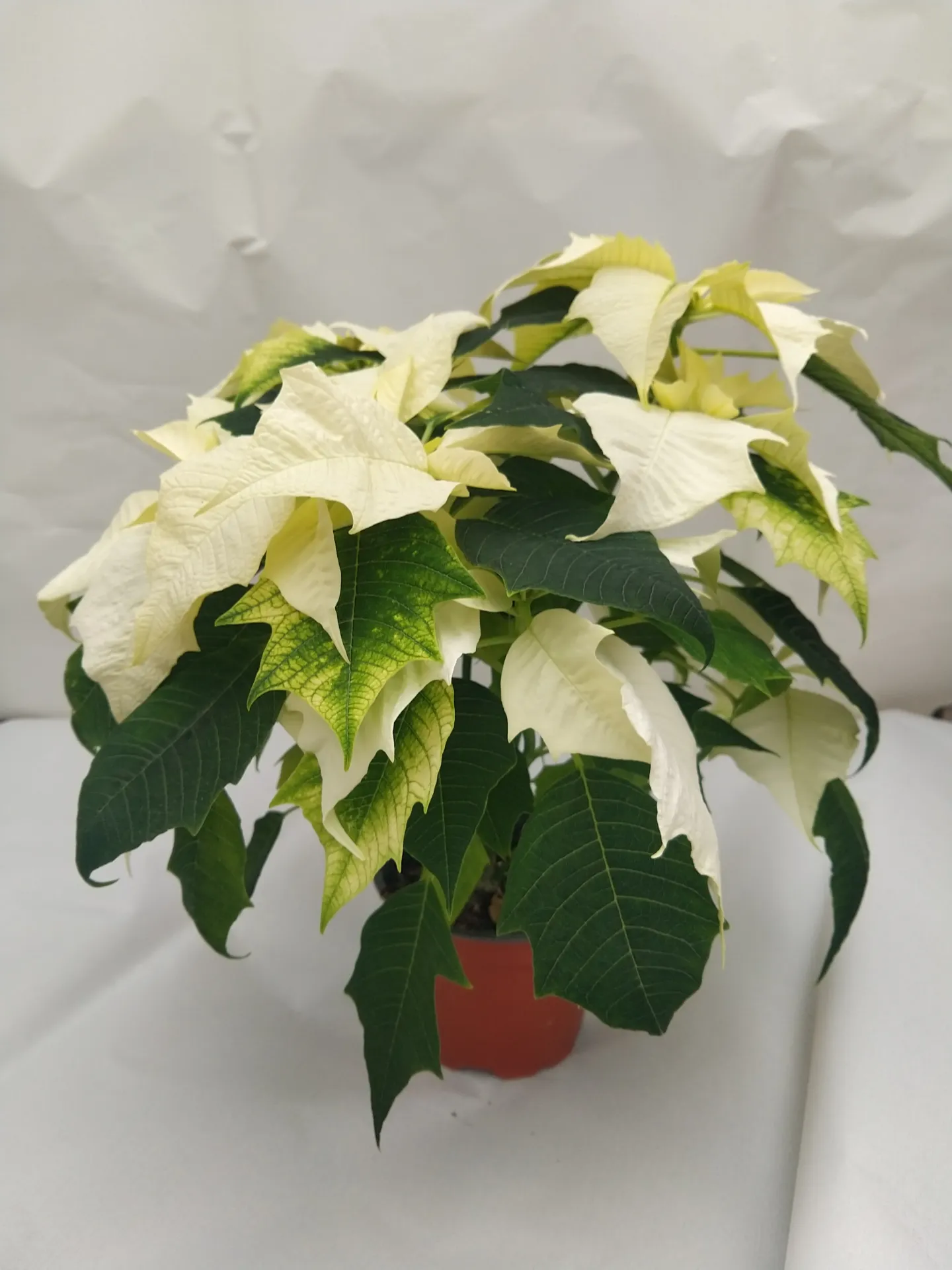 Stella di Natale in Vaso 10